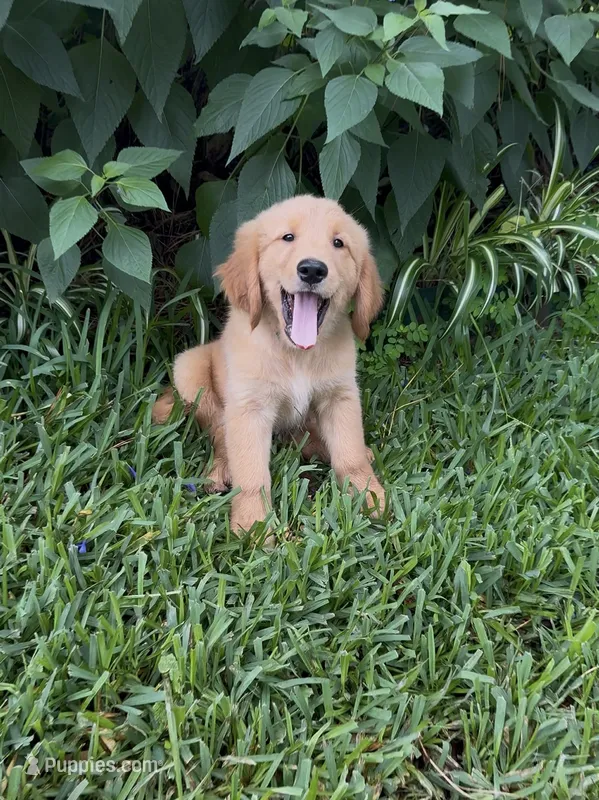 Miss Pink – Golden Retriever puppy for sale in Flint, TX