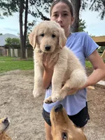 Big Dolly, a female Golden Retriever for sale in Flint, TX – 2 of 2