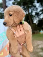Mrs. Green, a female Golden Retriever for sale in Flint, TX – 2 of 2