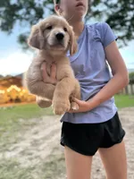 Miss Pink, a female Golden Retriever for sale in Flint, TX – 2 of 2
