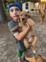 Hot Pink, a female Golden Retriever for sale in Flint, TX – 2 of 2
