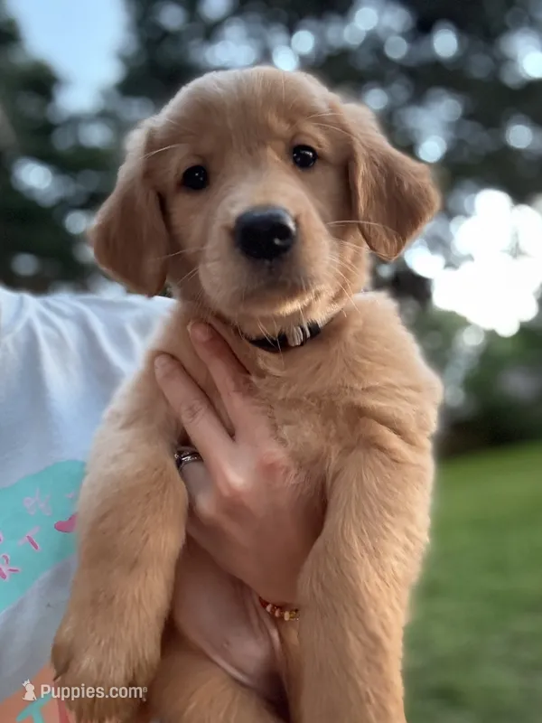 Cinderella – Golden Retriever puppy for sale in Flint, TX