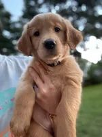 Cinderella, a female Golden Retriever for sale in Flint, TX – 2 of 2