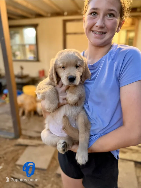 Mr. Blue – Golden Retriever puppy for sale in Flint, TX