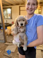 Mr. Blue, a male Golden Retriever for sale in Flint, TX – 1 of 2