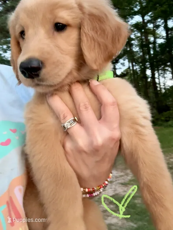 Mrs. Green – Golden Retriever puppy for sale in Flint, TX