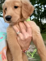 Mrs. Green, a female Golden Retriever for sale in Flint, TX – 1 of 2
