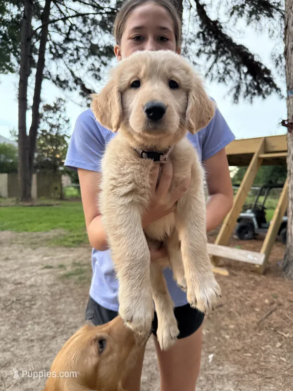 Big Dolly – Golden Retriever puppy for sale in Flint, TX