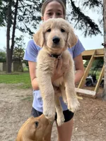 Big Dolly, a female Golden Retriever for sale in Flint, TX – 1 of 2
