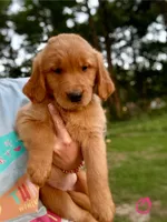 Hot Pink, a female Golden Retriever for sale in Flint, TX – 1 of 2
