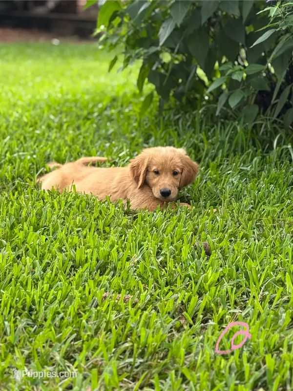Dark purple – Golden Retriever puppy for sale in Flint, TX