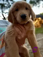 Dark purple, a female Golden Retriever for sale in Flint, TX – 1 of 2