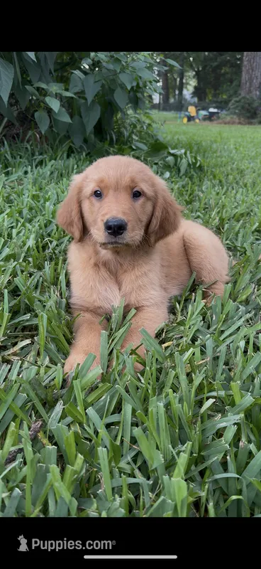 Hot Pink – Golden Retriever puppy for sale in Flint, TX