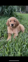 Hot Pink, a female Golden Retriever for sale in Flint, TX – 1 of 3