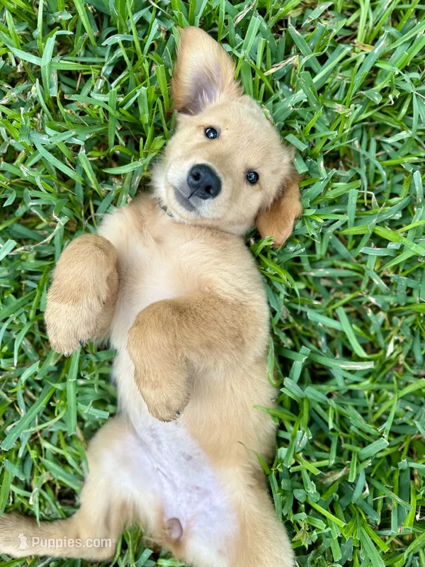 Mrs. Green – Golden Retriever puppy for sale in Flint, TX