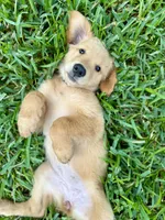 Mrs. Green, a female Golden Retriever for sale in Flint, TX – 1 of 4