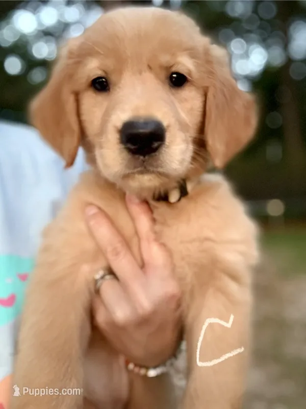 Cinderella – Golden Retriever puppy for sale in Flint, TX