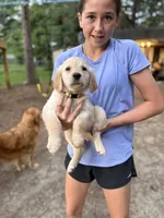 Mrs. Yellow, a female Golden Retriever for sale in Flint, TX – 2 of 2