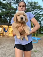 Mr. Blue, a male Golden Retriever for sale in Flint, TX – 2 of 2