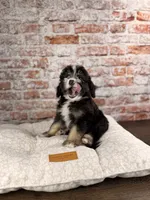 Ravioli , a male Miniature Bernedoodle and Miniature Aussiedoodle for sale in Tampa, FL – 6 of 10