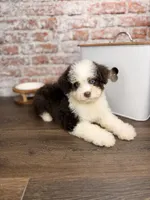 Rocky Road BLUE EYES, a male Miniature Bernedoodle and Miniature Aussiedoodle for sale in Tampa, FL – 5 of 5
