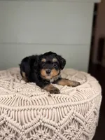 Largo, a male Miniature Bernedoodle for sale in Tampa, FL – 7 of 7
