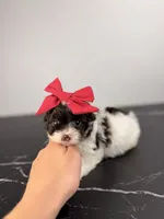 Molly, a female Aussiedoodle and Cockapoo for sale in Tampa, FL – 4 of 5
