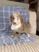 Palm, a male Aussiedoodle for sale in Tampa, FL – 3 of 5