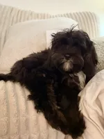 Woody, a male Cavapoo for sale in Tampa, FL – 4 of 8