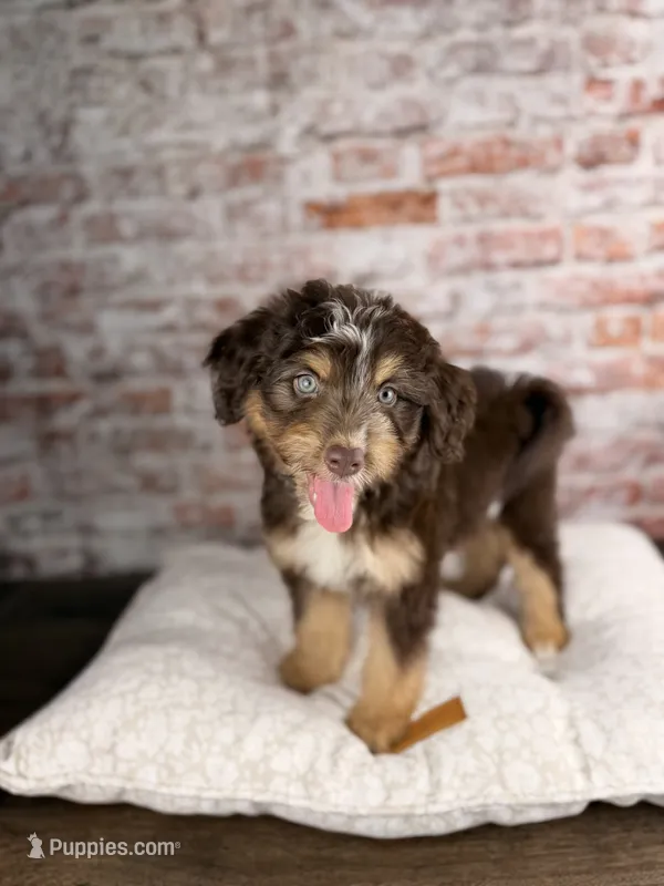 Linguine  – Miniature Bernedoodle, Miniature Aussiedoodle puppy for sale in Tampa, FL