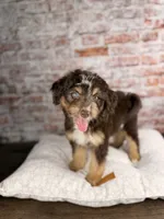 Linguine , a male Miniature Bernedoodle and Miniature Aussiedoodle for sale in Tampa, FL – 1 of 5