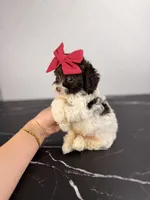 Molly, a female Aussiedoodle and Cockapoo for sale in Tampa, FL – 3 of 6