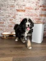 Ravioli , a male Miniature Bernedoodle and Miniature Aussiedoodle for sale in Tampa, FL – 5 of 10