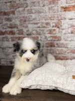 Tortellini BLUE EYES, a male Miniature Bernedoodle and Miniature Aussiedoodle for sale in Tampa, FL – 8 of 8