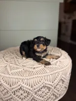 Largo, a male Miniature Bernedoodle for sale in Tampa, FL – 4 of 7