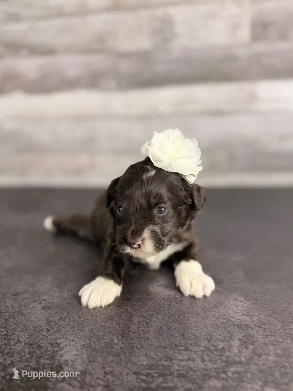 Bo Peep – Aussiedoodle, Cockapoo puppy for sale in Tampa, FL