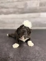 Bo Peep, a female Aussiedoodle and Cockapoo for sale in Tampa, FL – 1 of 3