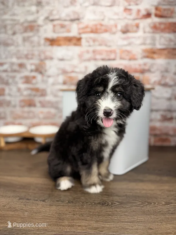 Ravioli  – Miniature Bernedoodle, Miniature Aussiedoodle puppy for sale in Tampa, FL