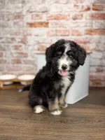 Ravioli , a male Miniature Bernedoodle and Miniature Aussiedoodle for sale in Tampa, FL – 1 of 10