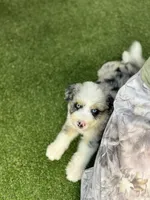 Tortellini BLUE EYES, a male Miniature Bernedoodle and Miniature Aussiedoodle for sale in Tampa, FL – 6 of 8