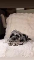 Clyde BLUE EYE TWEED , a male Cockapoo for sale in Tampa, FL – 2 of 6