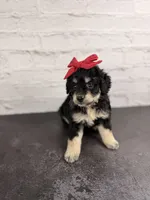 Raven, a female Miniature Bernedoodle for sale in Tampa, FL – 3 of 4