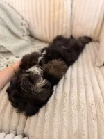 Woody, a male Cavapoo for sale in Tampa, FL – 5 of 8