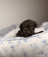 Ritz, a male Miniature Aussiedoodle for sale in Tampa, FL – Photo 6 of 6