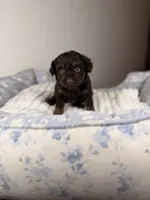 Ritz, a male Miniature Aussiedoodle for sale in Tampa, FL – Photo 3 of 6