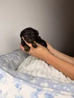 Ritz, a male Miniature Aussiedoodle for sale in Tampa, FL – Photo 1 of 6