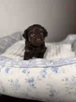 Ritz, a male Miniature Aussiedoodle for sale in Tampa, FL – Photo 2 of 6