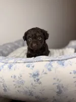 Ritz, a male Miniature Aussiedoodle for sale in Tampa, FL – Photo 5 of 6