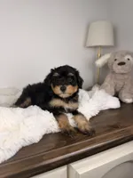 Largo, a male Miniature Bernedoodle for sale in Tampa, FL – 2 of 7