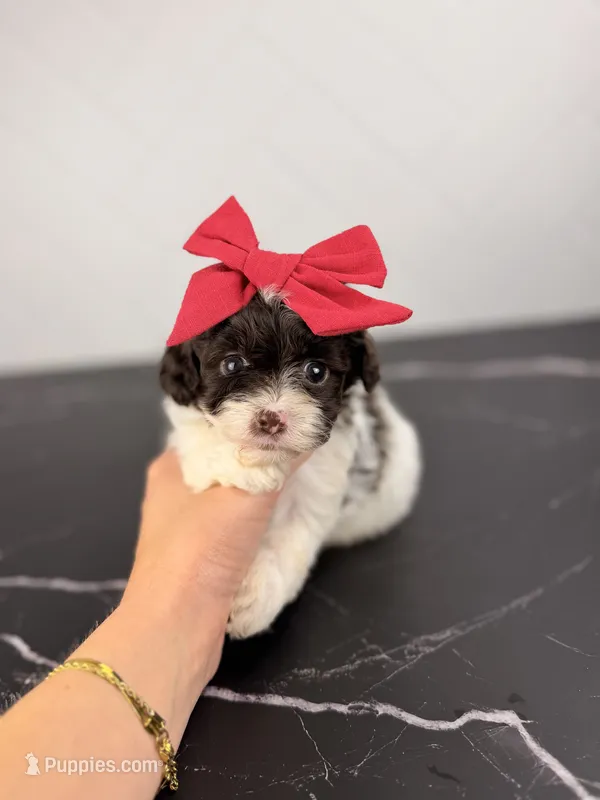 Molly – Aussiedoodle, Cockapoo puppy for sale in Tampa, FL